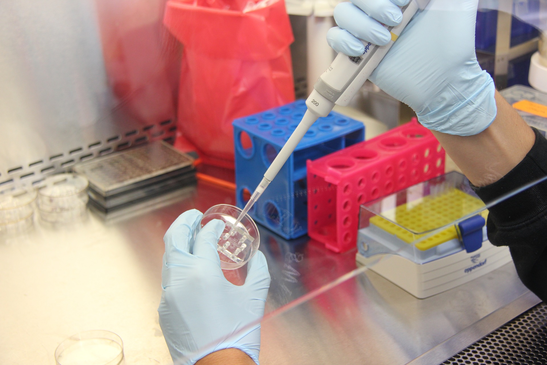 A scientist dispensing something from a pipette into a petri dish